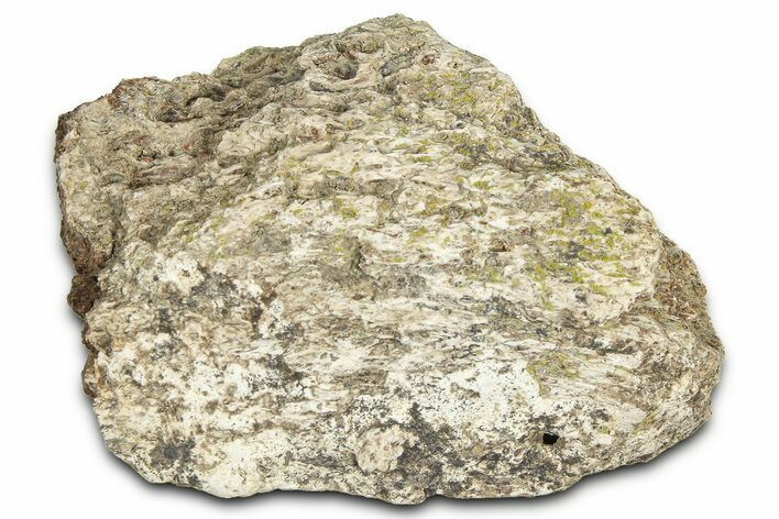 Dinosaur (Triceratops) Frill Shield Section - Montana #366629